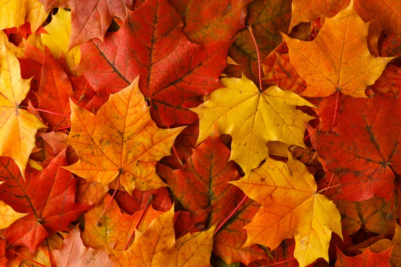 fall report card